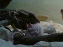 Pogona vs mus musculus