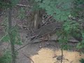 169\" typical whitetail Bowkill