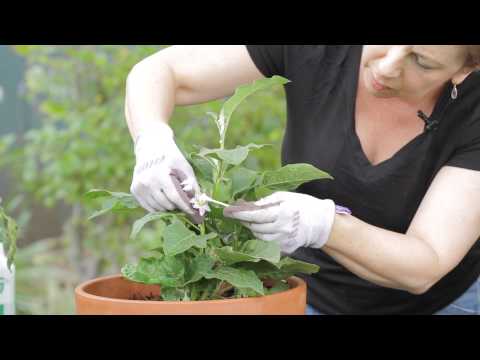 how to care eggplant