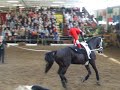 Pauline R DJM 2008 Hohenhameln Pauline R DJM 2008 Hohenhameln