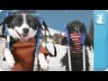 One Direction - Kiss You - Pup Direction - Lick You - Petody