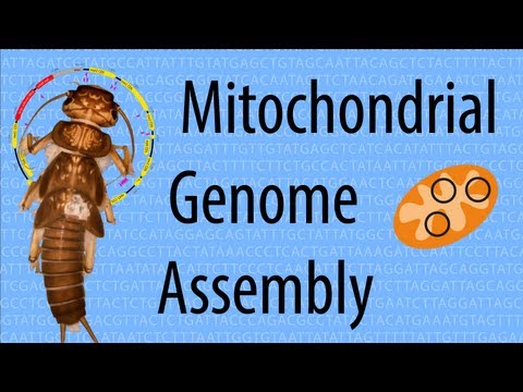 Mitochondrial Genome Assembly based on low coverage 454 data (Vlog #5)