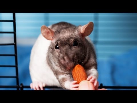 how to care white rat