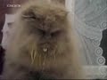 Котэ и цобачке