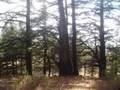 New7Wonders of Nature: Vote JEITA GROTTO & CEDARS of LEBANON