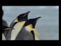 Emperor Penguin mating