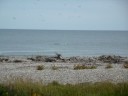 Spey Bay Dolphins