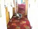 My Border Collie puppy