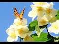 Antonio Vivaldi: Concerto for violin, strings & b.c. in C minor - Op. 9 n. 11 (RV 198a)