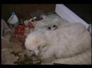Chubby in the Garbage Chubby in the Garbage