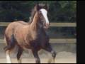 Gypsy Horse Open House at Full Circle Dressage, Pendleton, KY