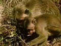 KCRA \"Wild Kingdom\" Promo - 1981 KCRA \"Wild Kingdom\" Promo - 1981