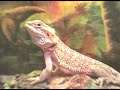 Talking Lizard Likes Hot Girl