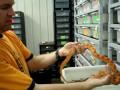 Milk versus Corn snake - - Who is the winner?
