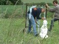 CanineDogProject
