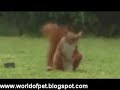Squirrel That Can Play Soccer