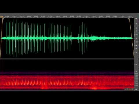 fin whale