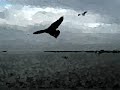free as a bird