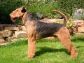AIRDALE TERRIER PUPPIES by Eduardo Dur�n Haedo
