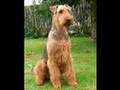 AIRDALE TERRIER PUPPIES 