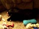 Jolly Joys Pups 6wks on 120208001.MOV