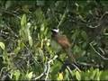 Great Kiskadee (Pitangus sulphuratus) preening