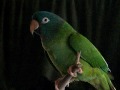 Gabby the Blue Crown Conure and Max the Quaker Parrot