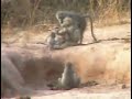 Baboons at Pete\