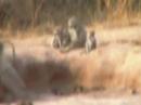 Baboons at Pete's Pond 10/10/2006