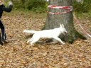 Shegy - 5,5 months, agility