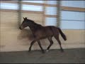 Bolei 2006 Sir Sinclair/Idocus Filly
