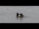 wild duck wing EX-F1 600 fps