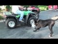 ATV CLIMBS TREE Honda Rancher 350
