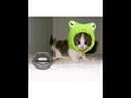 videos de Kitten with stupid hat