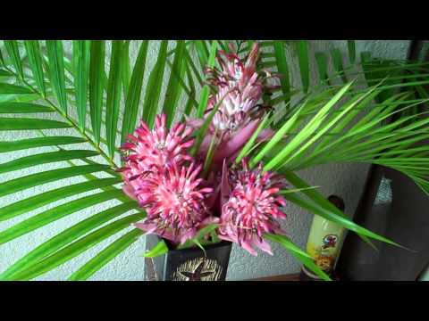 how to fertilize bromeliads