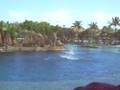 Dolphin Show at Sea World, Gold Coast Part 1 