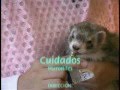 CUIDADOS DEL HURON "LIMPIEZA DE OREJAS"