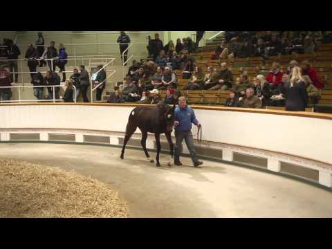 Tattersalls December Foal Sale Day 3 2014