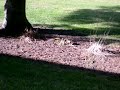 Squirrel getting ready for winter 1-3