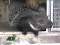 el confinamiento de animales en circos sudamericanos