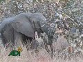 el confinamiento de animales en circos sudamericanos