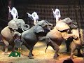 el confinamiento de animales en circos sudamericanos