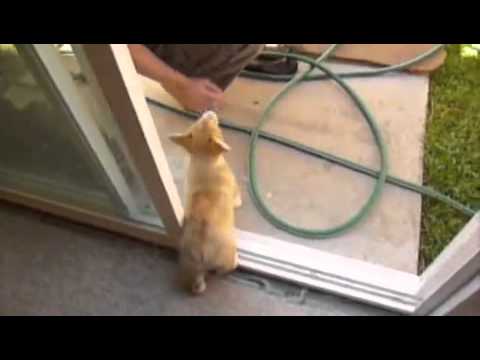 Toby's First Time Home