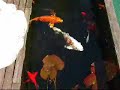Mijn koi