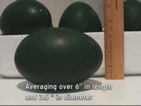 how to measure egg size