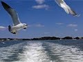 Sea Gulls flying after a boat at Matsushima