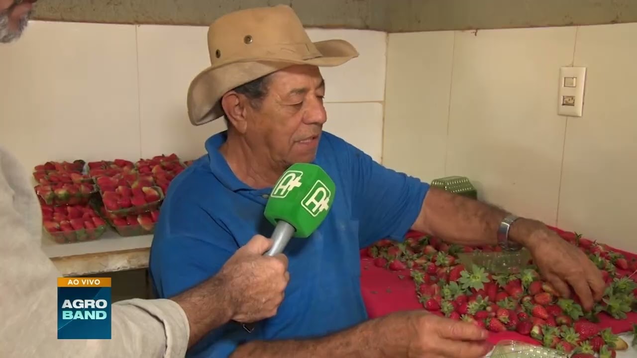 É tempo de morango: produtores do DF estão trabalhando dobrado