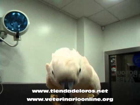 La Cacatua de las Molucas - Veterinario Online