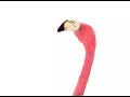 Telus flamingos
