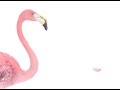 Telus flamingos